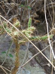 Opuntia pubescens