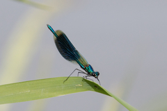 Calopteryx splendens