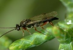 Fustiserphus intrudens