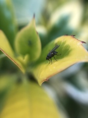 Agromyzidae
