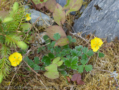 Potentilla × villosula