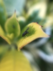 Agromyzidae