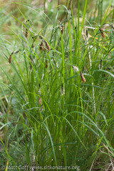 Carex macrochaeta