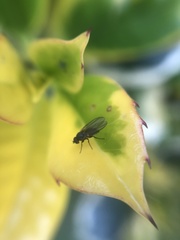 Agromyzidae