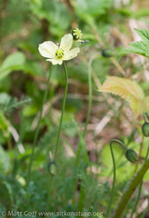 Papaver radicatum