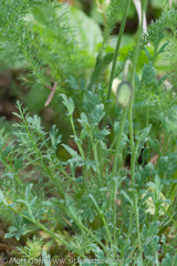 Papaver radicatum