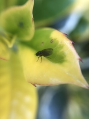 Agromyzidae