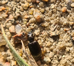 Bembidion punctulatum