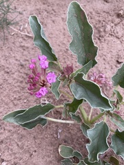 Tripterocalyx carneus