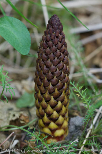 Northern Groundcone