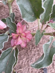 Tripterocalyx carneus