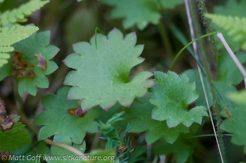 Heartleaf Saxifrage