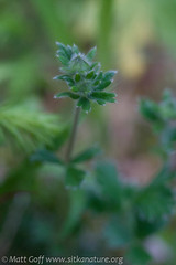 Potentilla × villosula