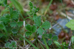 Potentilla × villosula