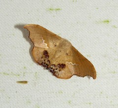 Patalene asychisaria