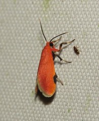 Talara coccinea