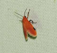 Talara coccinea