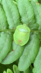 Chinavia pensylvanica