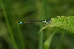 Ischnura elegans