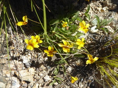 Viola maculata
