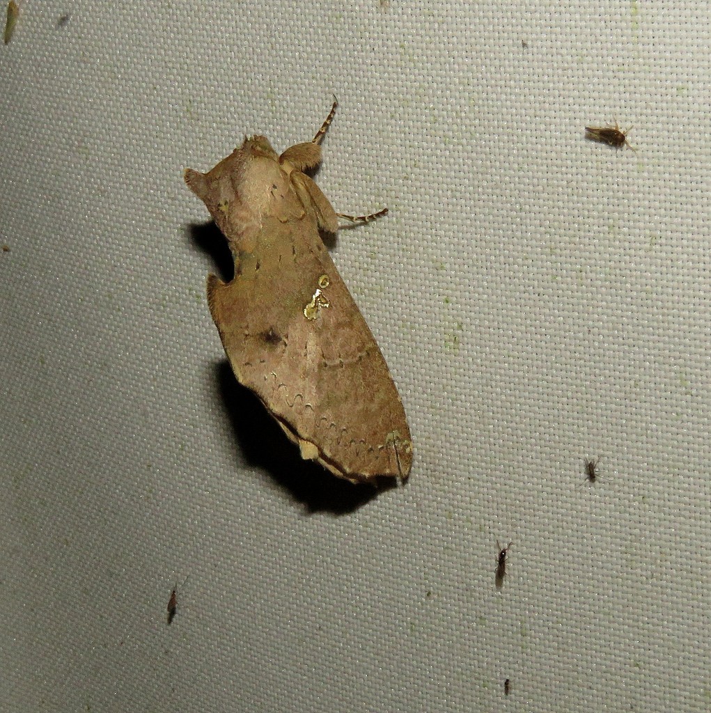 Rhapigia aymara