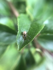 Anelosimus vittatus