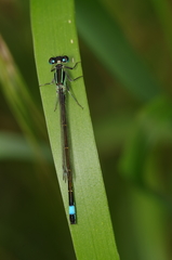 Ischnura elegans