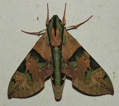 Eumorpha capronnieri