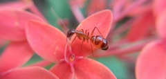 Camponotus irritans