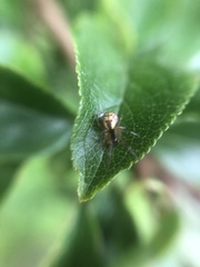 Anelosimus vittatus