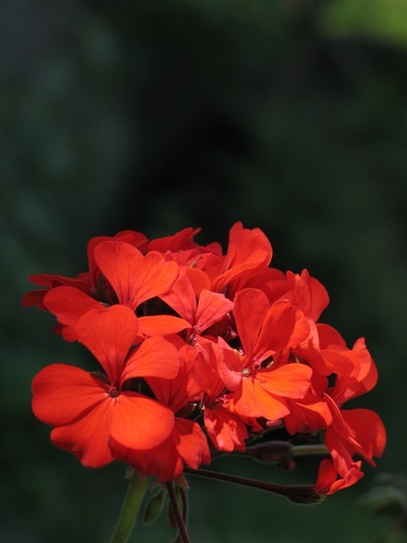 Pelargonium × hybridum