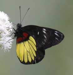 Delias crithoe