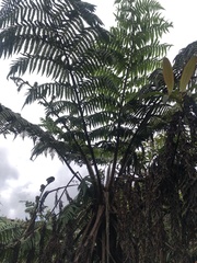 Cyathea weatherbyana