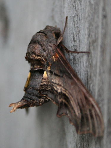 Abbott's Sphinx