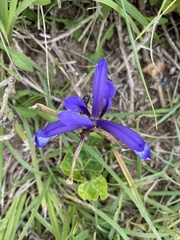 Iris sintenisii