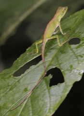 Pseudocalotes tympanistriga