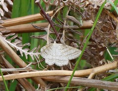 Perconia strigillaria