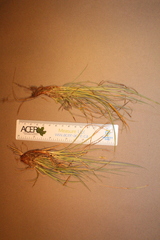 Carex tonsa rugosperma