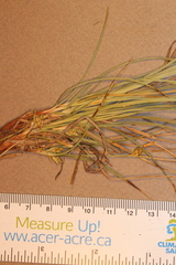 Carex tonsa rugosperma