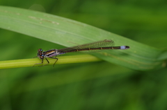 Ischnura elegans