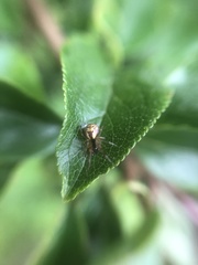 Anelosimus vittatus