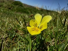 Viola lutea lutea