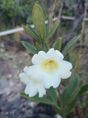Anemopaegma