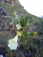 Anemopaegma