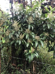 Miconia robinsoniana