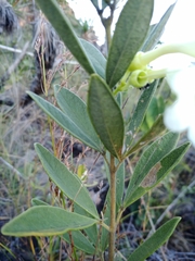 Anemopaegma