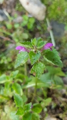 Lamium maculatum
