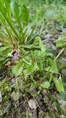 Lamium maculatum