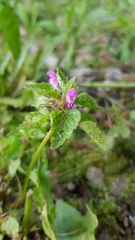 Lamium maculatum