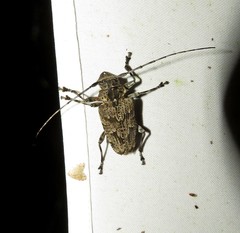 Dryoctenes scrupulosus